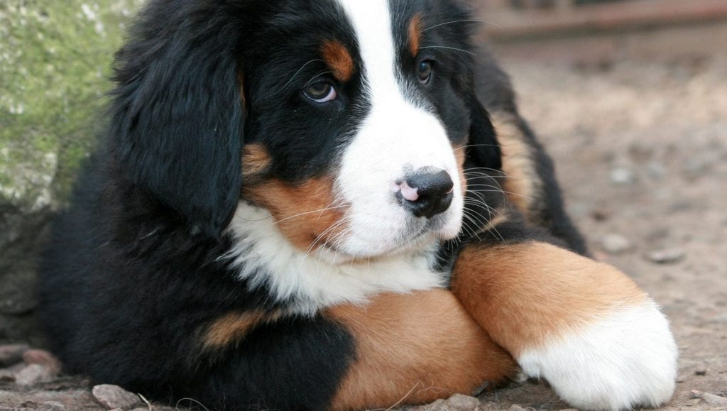 berner sennen hvalp